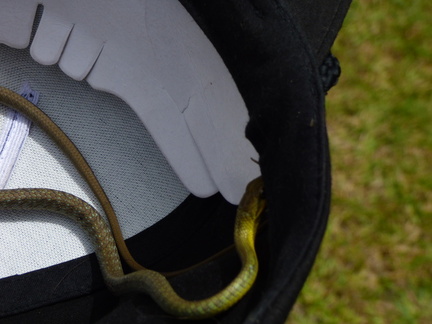 snakes11