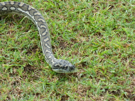 snakes19