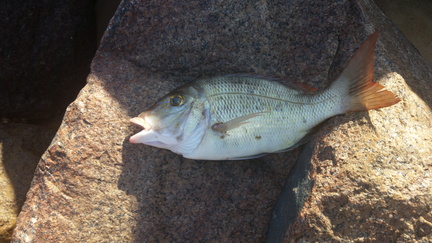 Dundee BeachIMG 20200830 160309