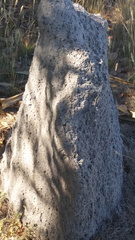 termite mounds 7
