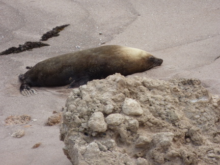 point labatt seal colony 16