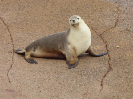 point labatt seal colony 22